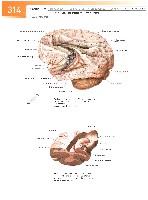 Sobotta Atlas of Human Anatomy  Head,Neck,Upper Limb Volume1 2006, page 321